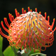 Australian native wild flower - PhotoDune Item for Sale