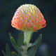 Australian native wild flower - PhotoDune Item for Sale