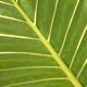 Close up of the veins in a big green leaf - PhotoDune Item for Sale