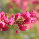 Pink bougainvillea flowers in spring - PhotoDune Item for Sale