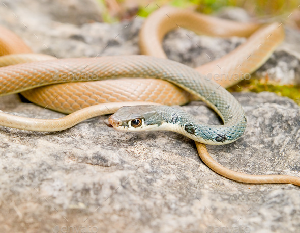 slender whip snake, platyceps najadum - Stock Photo - Images