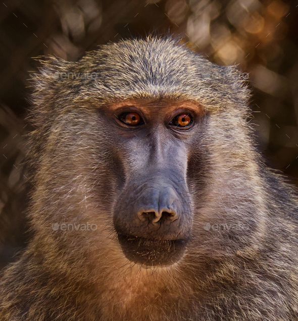 Closeup shot of the Guinea Baboon - Stock Photo - Images