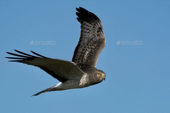 Flying Hen harrier against a clear blue sky