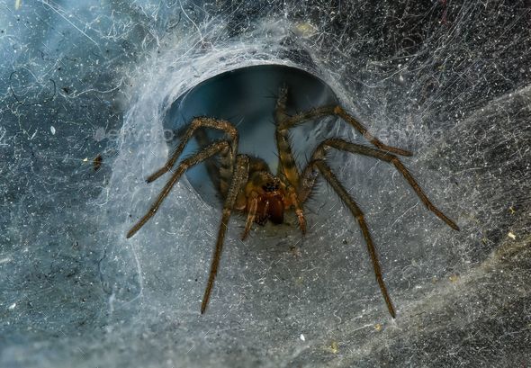 Macro of a Tegenaria Domestica spider walking through its webs - Stock Photo - Images