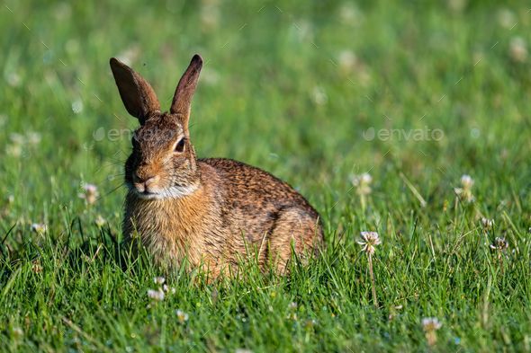 Closeup shot of a brown European rabbit (Oryctolagus cuniculus) or coney in the grass - Stock Photo - Images