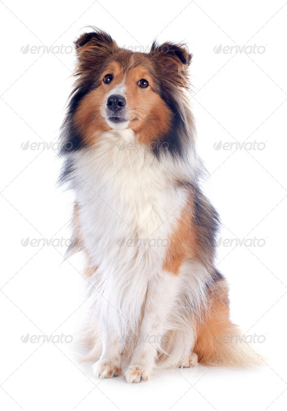 shetland dog - Stock Photo - Images