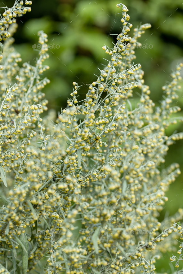 Wormwood Artemisia. Wormwood Leaves And Flowers.Wormwood Artemisia absinthium in garden - Stock Photo - Images
