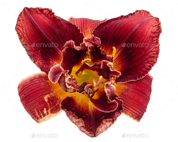 Dark burgundy flower of day-lily, isolated on white background