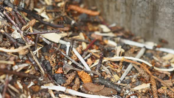 Close Up of the Anthill Full of Ants in the Forest. Run the Work of Insects. Selective Focus alt
