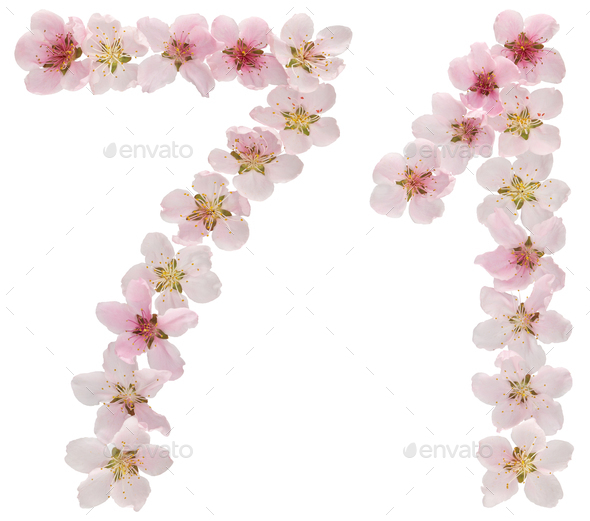 Numeral 71, seventy one, from natural pink flowers of peach tree, isolated on white background