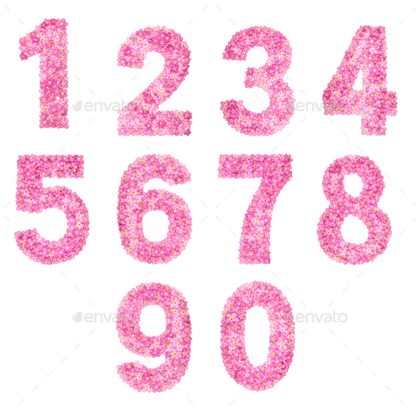 Set of arabic numbers, natural pink flowers of forget-me-not, isolated on white background