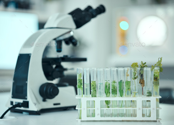 Plant, test tube and laboratory science study of biotechnology, pharmaceutical product or natural d