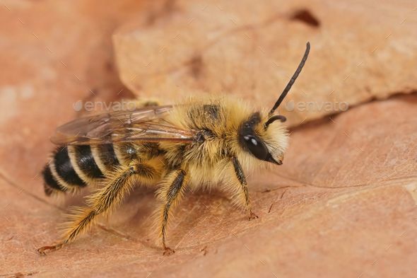 Closeup on a hairy male Pantaloon bee, Dasypoda hirtipes - Stock Photo - Images