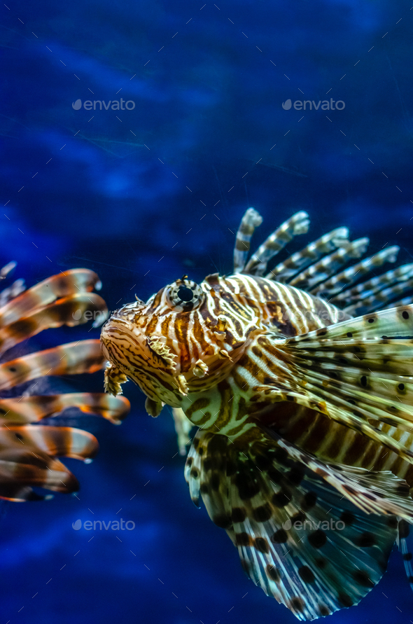 Close-up shot of a lionfish swimming a clear crystal water of a saltwater  aquarium Stock Photo by wirestock
