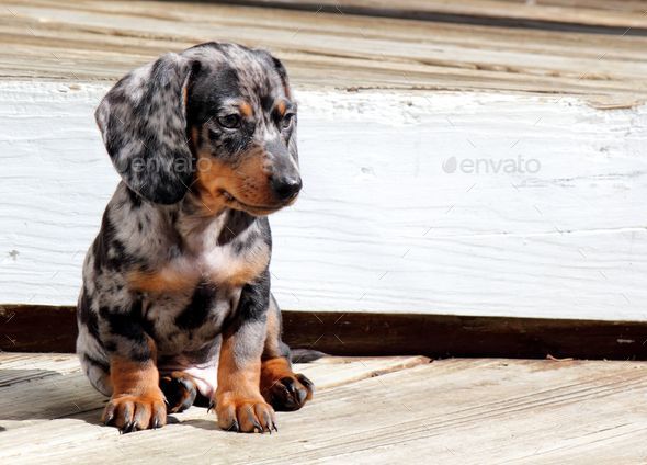 Marble dachshund hot sale puppy