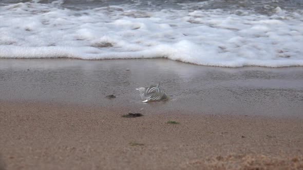 Broken Glass On The Beach