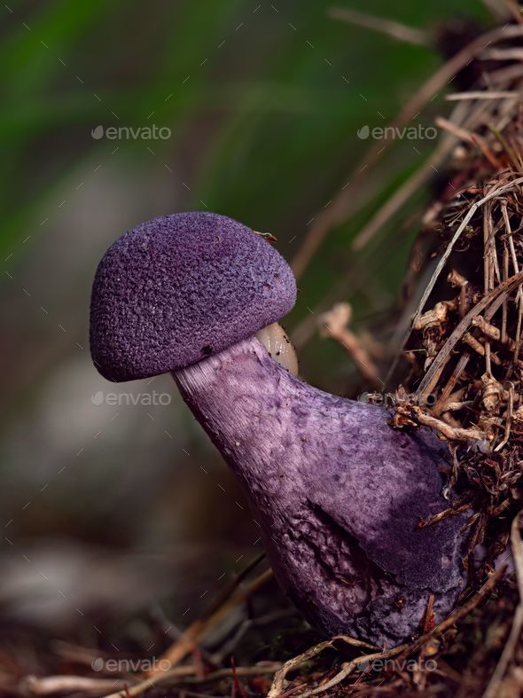 Cortinarius violaceus mushroom - Stock Photo - Images