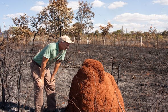 Man inspecting a termite mound