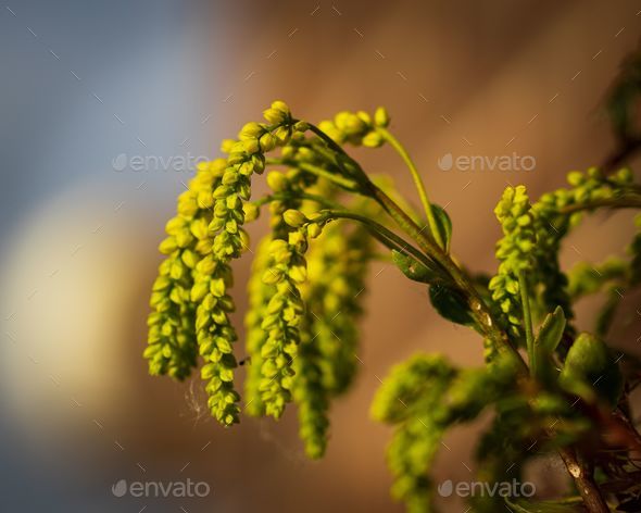 Chiastophyllum oppositifolium with yellow trailing flowers growing in garden on blurred background - Stock Photo - Images