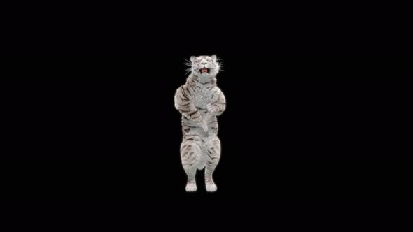 64 White Tiger Dancing 4K alt