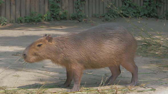 Capybara Chews Grass on Sunny Day alt