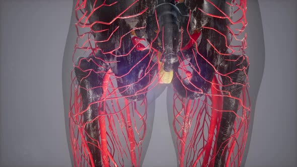 Anatomy Tomography Scan of Human Body alt