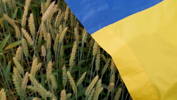 Wheat Fields are Covered with the Flag of Ukraine