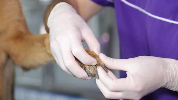 A veterinarian examines a German shepherd. The dog is sitting on the table alt