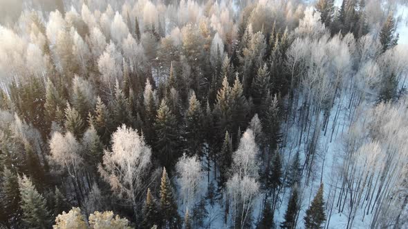 9 Beautiful Winter Forest In The Morning