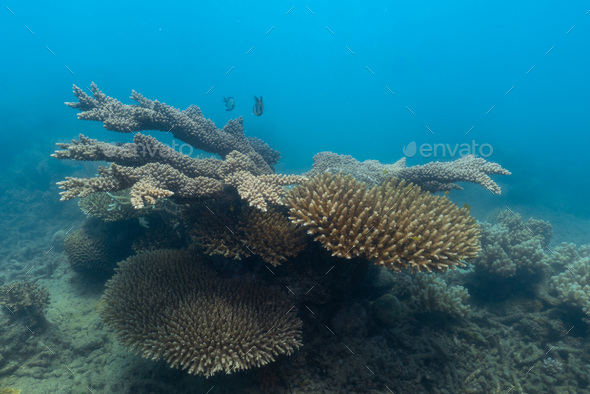 non healthy coral in the great barrier reef Stock Photo by borsattomarcos