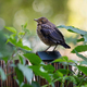 Young common blackbird perching on a fence - PhotoDune Item for Sale