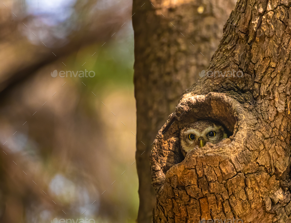 Spotted Owl looking out from nest