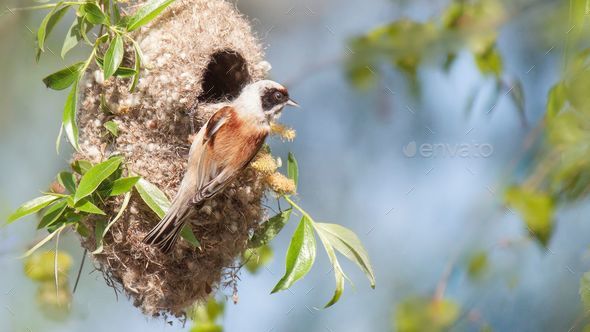 Selective focus of a Eurasian penduline tit sitting on a nest in a park - Stock Photo - Images