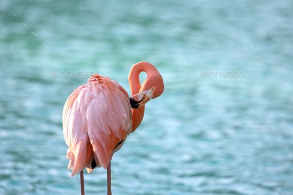 Closeup shot of pink feathers on a blue background Stock Photo by wirestock