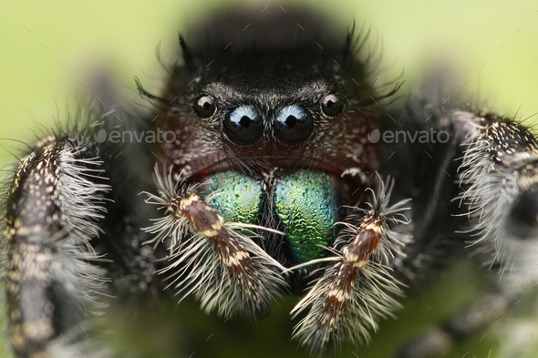 Multimedia Gallery - A bold jumping spider