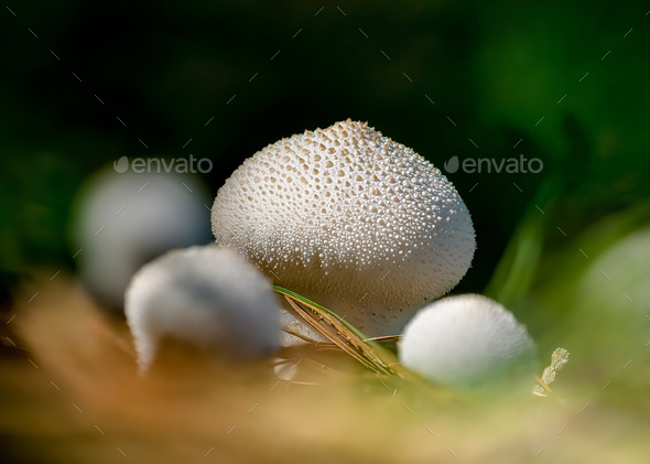 Closeup of Lycoperdon perlatum, popularly known as the common