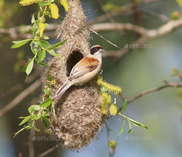 European penduline tit, a passerine bird of the genus Remiz on its nest on a tree - Stock Photo - Images