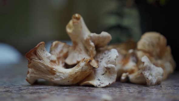 Chanterelle Mushrooms on table (slow moving) alt