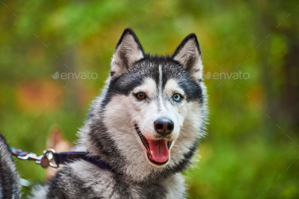 Purebred Siberian Husky dog with open mouth sticking out tongue, friendly Siberian Husky portrait