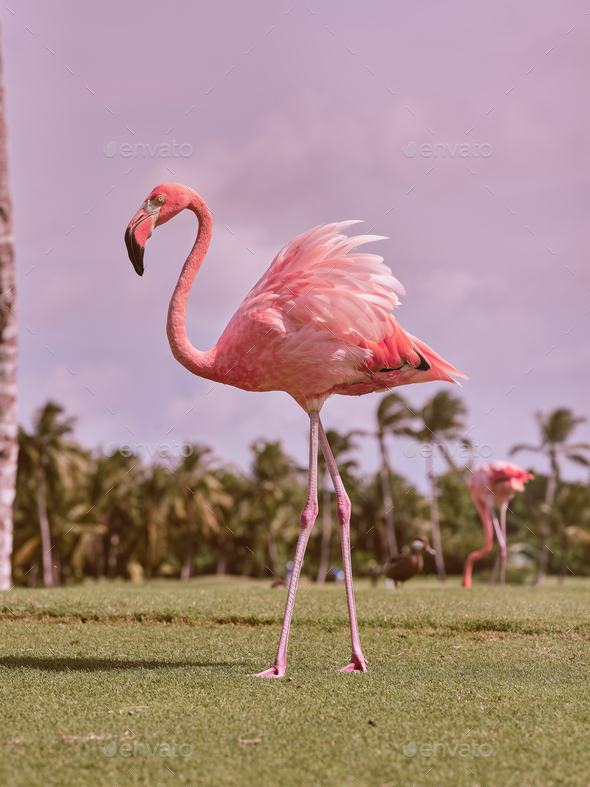 Graceful flamingo on green field near palms