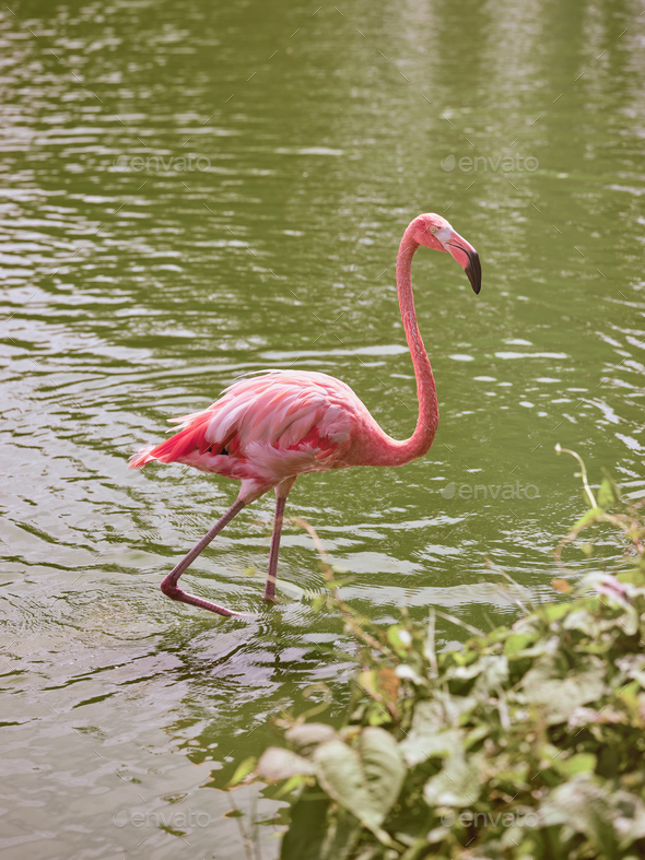 Flamingo walking in river water in park