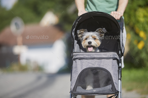 Pet owner during walk with dog in stroller
