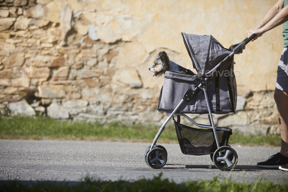 Pet owner during walk with dog in stroller