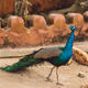 Peacock - PhotoDune Item for Sale
