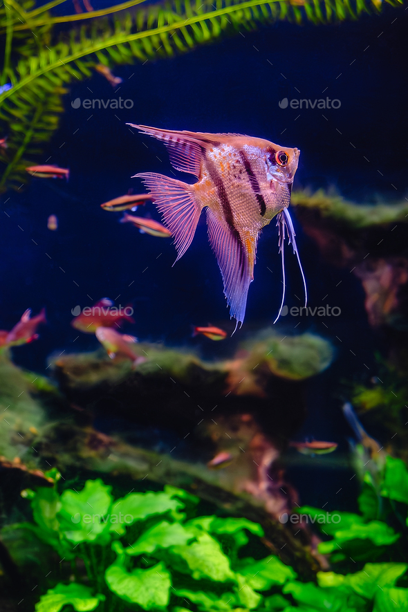 Tropical fish Pterophyllum scalare altum - Stock Photo - Images