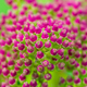 Abstract macro of pink flower buds - PhotoDune Item for Sale