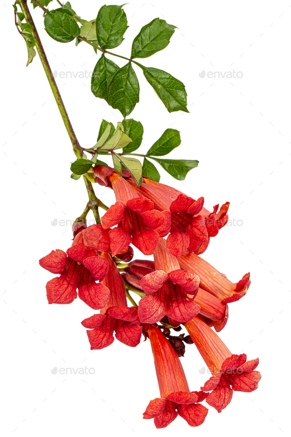 Red flowers of Campsis, radicans grandiflora climbing blooming liana plant, isolated on white
