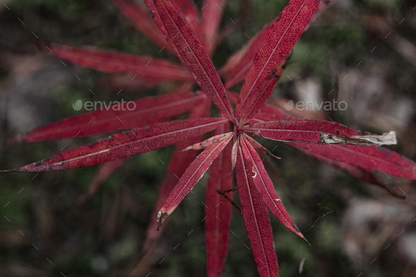 Closeup of a Chinese maple(acer-pentaphyllum)