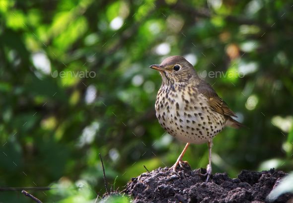 Shallow focus of a song thrush (Turdus philomelos) in a forest - Stock Photo - Images
