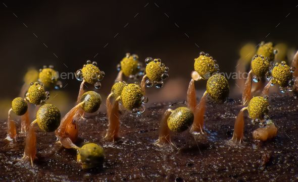 Macro of Physarum viride, slime moulds saprobic organisms - Stock Photo - Images